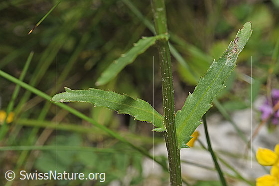 Foto: Wahrscheinlich Gewöhnliche Wiesen-Margerite (Leucanthemum vulgare). Stängel und Blätter.