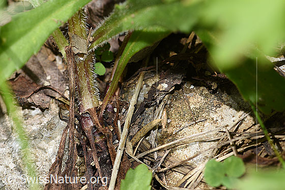 Foto: Wahrscheinlich Gewöhnliche Wiesen-Margerite (Leucanthemum vulgare). Stängel und Ansatz der Wurzel.