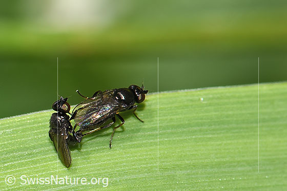 Foto: Wahrscheinlich Siphonella oscinina (Halmfliegen). Paarung. Ansicht von der Seite.