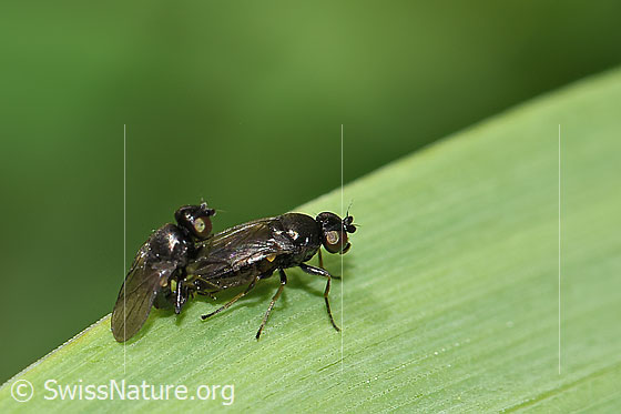 Foto: Wahrscheinlich Siphonella oscinina (Halmfliegen). Paarung. Ansicht von der Seite.
