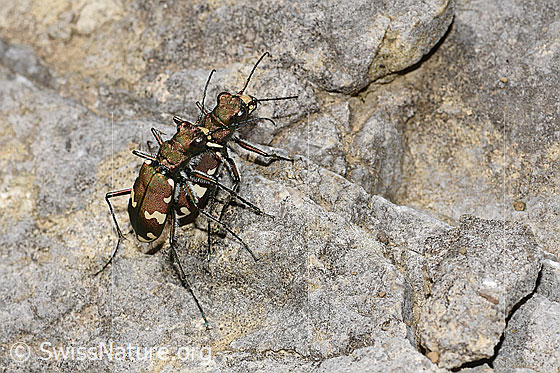 Foto: Berg-Sandlaufkäfer (Cicindela sylvicola). Paarung. Ansicht von seitlich oben.