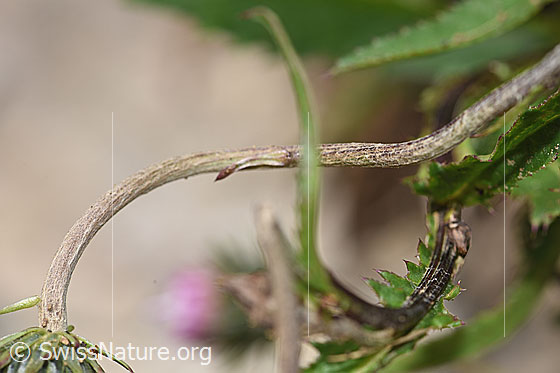 Foto: Gewöhnliche Berg-Distel (Carduus defloratus ssp. defloratus). Stängel.