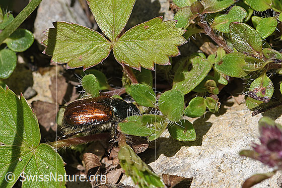 Foto: Gartenlaubkäfer (Phyllopertha horticola). Ansicht von schräg oben.