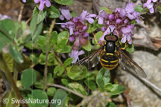Foto: Gemeine Wespenschwebfliege (Chrysotoxum cautum) auf Vielhaarigem Thymian (Thymus praecox ssp. polytrichus). Länge 10 - 15mm. Männchen. Flügel geöffnet. Ansicht von vorne oben.