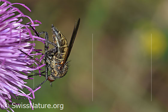Foto: Gewürfelte Tanzfliege (Empis tesselata) auf Gewöhnlicher Berg-Distel (Carduus defloratus ssp. defloratus). Länge 9 - 13mm. Weibchen. Ansicht von der Seite.