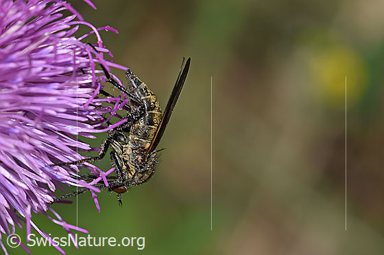 Foto: Gewürfelte Tanzfliege (Empis tesselata) auf Gewöhnlicher Berg-Distel (Carduus defloratus ssp. defloratus). Länge 9 - 13mm. Weibchen. Ansicht von der Seite.