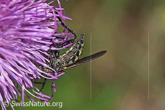 Foto: Gewürfelte Tanzfliege (Empis tesselata) auf Gewöhnlicher Berg-Distel (Carduus defloratus ssp. defloratus). Länge 9 - 13mm. Weibchen. Ansicht von der Seite.