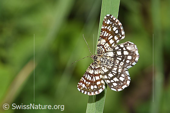 Gitterspanner (Chiasmia clathrata)