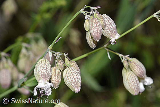 Foto: Gemeines Leimkraut (Silene vulgaris). Blüten und feine Stängel.