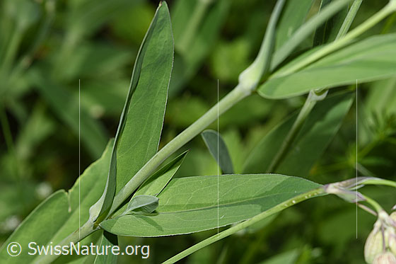 Foto: Gemeines Leimkraut (Silene vulgaris). Blätter und Stängel.