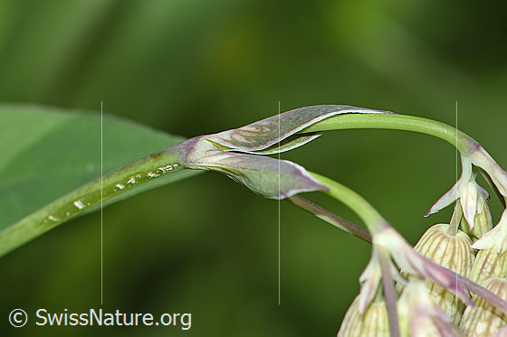Foto: Gemeines Leimkraut (Silene vulgaris).