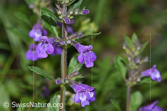 Foto: Wahrscheinlich Feld-Steinquendel (Acinos arvensis). Blüten, Stängel und Blätter.