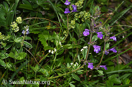 Foto: Wahrscheinlich Feld-Steinquendel (Acinos arvensis). Ganze Pflanze (Habitus).