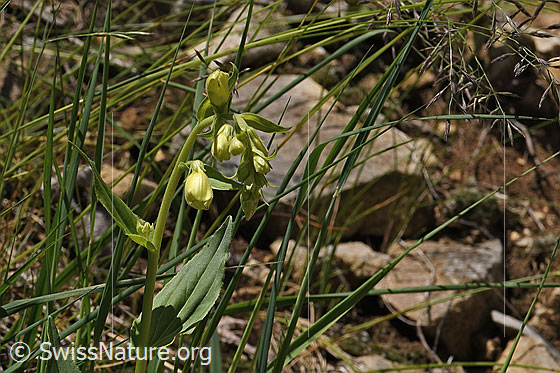 Gelber Fingerhut (Digitalis lutea)