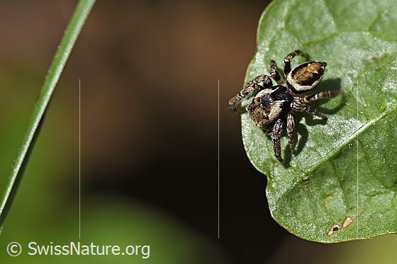 Bunter Sichelspringer (Evarcha falcata)