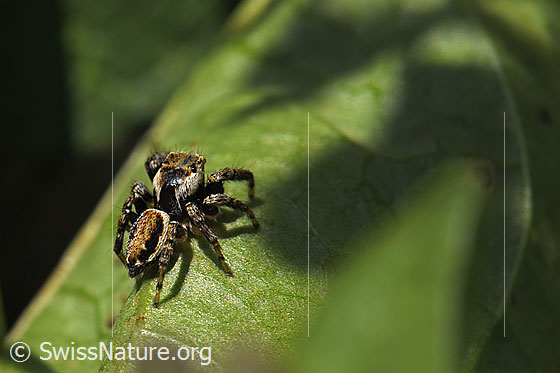 Foto: Wahrscheinlich Bunter Sichelspringer (Evarcha falcata). Ansicht von schräg hinten.