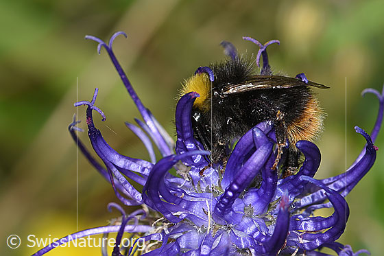Foto: Wahrscheinlich Distelhummel (Bombus soroeensis) auf Rundköpfiger Rapunzel (Phyteuma orbiculare). Länge 10 - 14mm. Weibchen. Auch Glockenblumen-Hummel genannt. Ansicht von seitlich vorne.