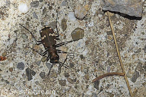 Foto: Berg-Sandlaufkäfer (Cicindela sylvicola). Länge 12 - 16mm. Ansicht von oben.