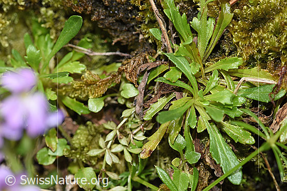 Foto: Leberbalsam (Erinus alpinus). Wird auch Alpenbalsam genannt. Blätter.