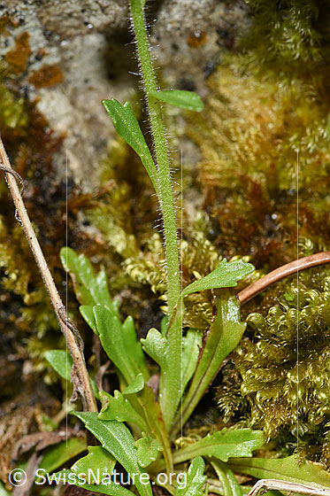 Foto: Leberbalsam (Erinus alpinus). Blätter und Stängel.