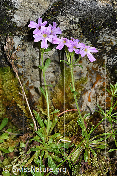 Foto: Leberbalsam (Erinus alpinus). Wird auch Alpenbalsam genannt. Ganze Pflanze (Habitus).