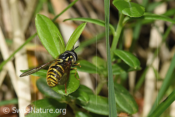 Foto: Gemeine Wespenschwebfliege (Chrysotoxum cautum). Länge 10 - 15mm. Männchen. Ansicht von hinten.
