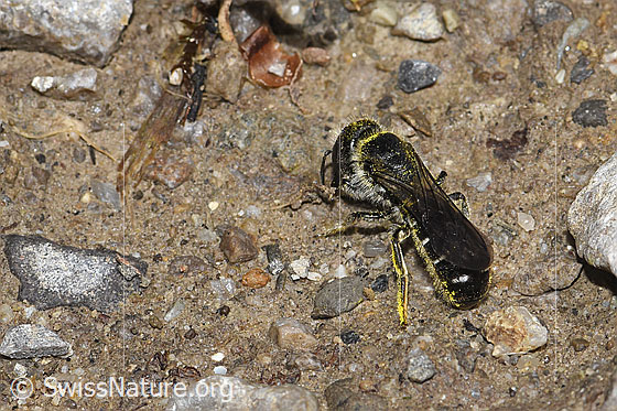 Foto: Hahnenfuss-Scherenbiene (Chelostoma florisomne). Länge 7 - 11mm. Weibchen. Ansicht von hinten oben.