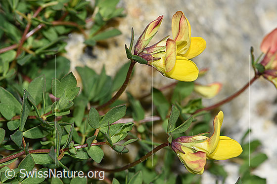 Foto: Alpen-Hornklee (Lotus alpinus). Blüten, Stängel und Blätter.