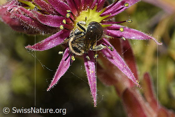 Foto: Alpen-Glanzbiene (Dufourea alpina) auf Berg-Hauswurz (Sempervivum montanum). Länge 6 - 7mm. Weibchen. Ansicht von oben.