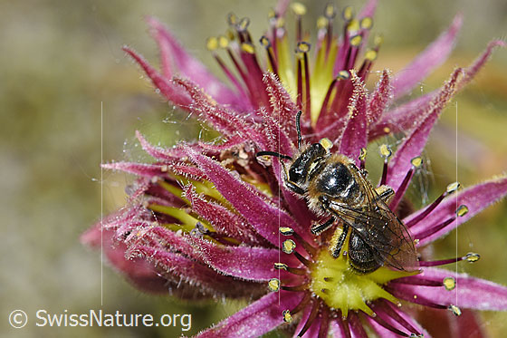 Foto: Alpen-Glanzbiene (Dufourea alpina) auf Berg-Hauswurz (Sempervivum montanum). Länge 6 - 7mm. Weibchen. Ansicht von seitlich oben.