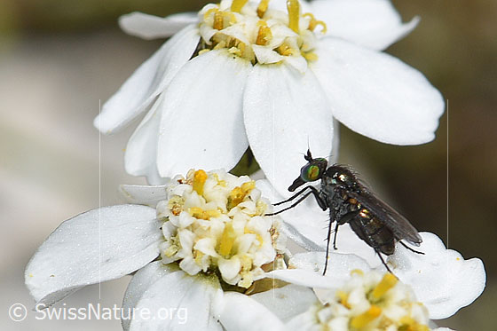 Foto: Wahrscheinlich Langbeinfliege der Gattung Tachytrechus auf Moschus-Schafgarbe (Achillea erba-rotta). Ansicht von der Seite.