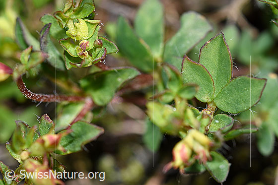 Foto: Alpen-Hornklee (Lotus alpinus). Blätter.