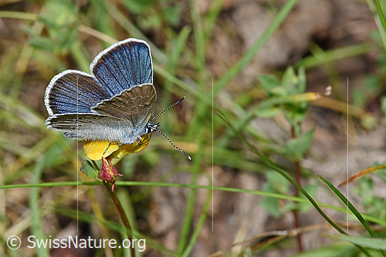 Foto: Wahrscheinlich Violetter Wald-Bläuling (Cyaniris semiargus) auf Alpen-Hornklee (Lotus alpinus). Männchen. Flügel leicht geöffnet. Ansicht von schräg oben.