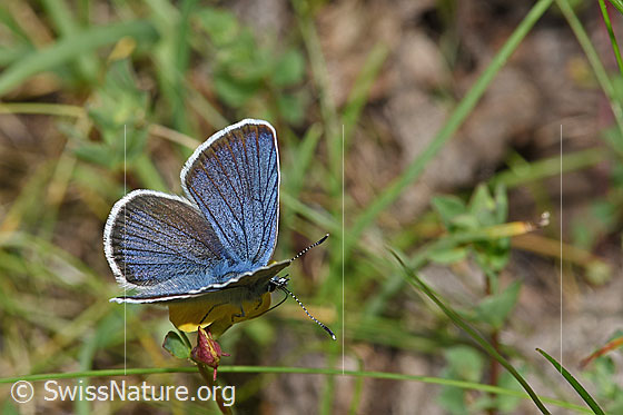 Foto: Wahrscheinlich Violetter Wald-Bläuling (Cyaniris semiargus) auf Alpen-Hornklee (Lotus alpinus). Männchen. Flügel halb geöffnet. Ansicht von schräg oben.