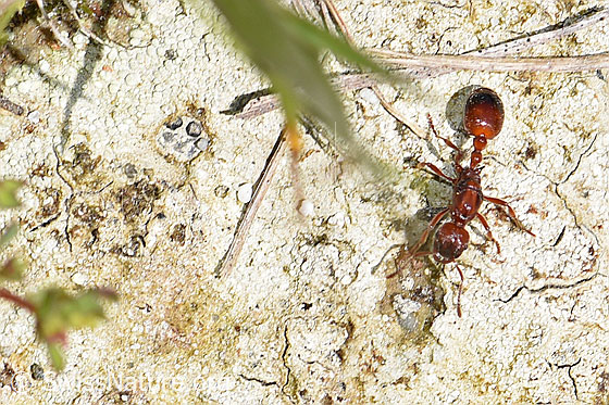 Foto: Grosse Knotenameise (Manica rubida). Länge 5 - 9mm. Ansicht von oben.
