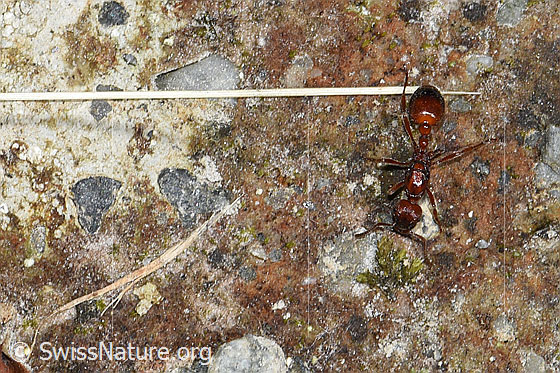 Foto: Grosse Knotenameise (Manica rubida). Länge 5 - 9mm. Ansicht von oben.