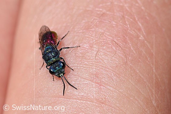 Foto: Wahrscheinlich Chrysis mediata (Goldwespe aus der Chrysis Ignita-Gruppe). Länge 6 - 10mm. Ansicht von vorne oben.