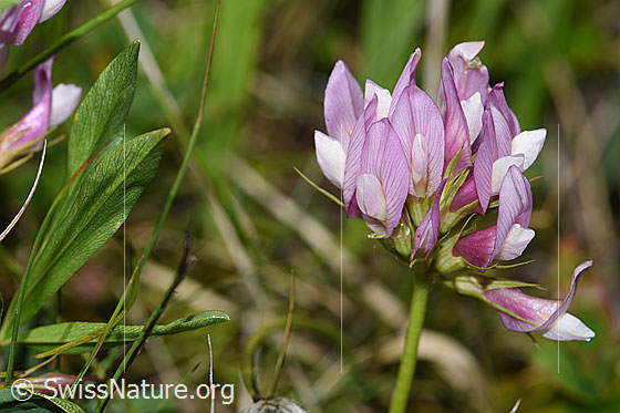 Foto: Alpenklee (Trifolium alpinum). Blüten.