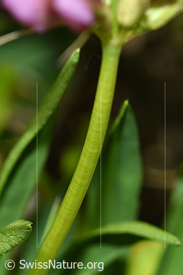 Foto: Alpenklee (Trifolium alpinum). Stängel.