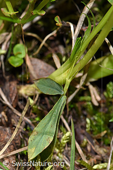 Foto: Alpenklee (Trifolium alpinum). Stängel und Blätter.