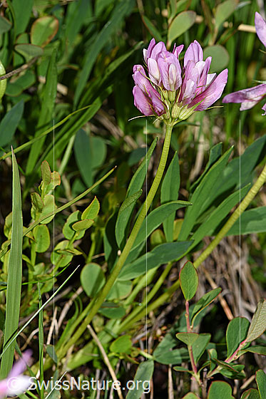 Foto: Alpenklee (Trifolium alpinum). Ganze Pflanze (Habitus).