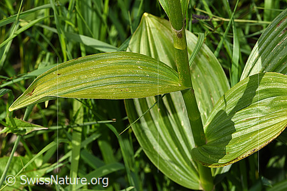 Foto: Weisser Germer (Veratrum album ssp. lobelianum). Stängel und Bläter.