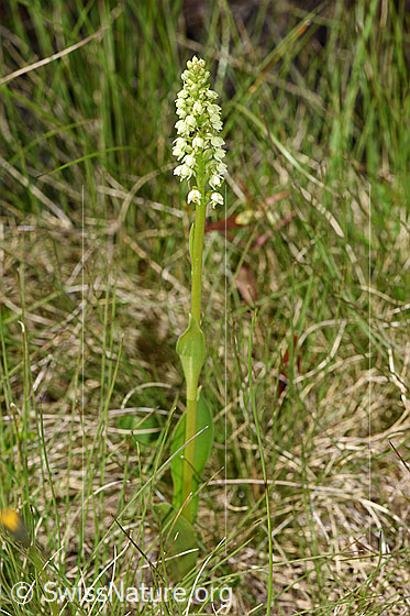 Foto: Weisszunge (Pseudorchis albida). Ganze Pflanze (Habitat)