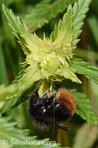 Bergwald-Hummel (Bombus wurflenii) an Schmalblättrigem Klappertopf (Rhinanthus glacialis)