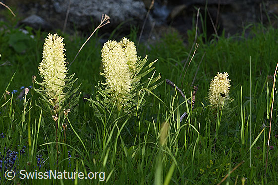 Photo: Campanula thyrsoides. Whole plant (habiti).