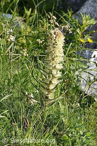 Photo: Campanula thyrsoides. Whole plant (habiti).