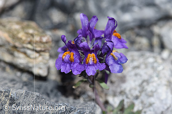 Foto: Alpen-Leinkraut (Linaria alpina). Blüten.