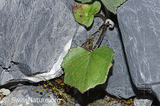 Foto: Huflattich (Tussilago farfara). Blatt. Oberseite.