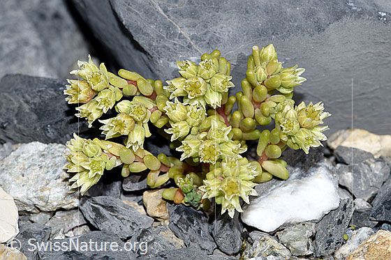 Foto: Dunkler Mauerpfeffer (Sedum atratum). Ganze Pflanze (Habitus). Die Blätter dieses Exemplars sind nicht wie häufig rotbraun gefärbt.