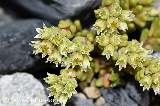 Foto: Dunkler Mauerpfeffer (Sedum atratum). Blüten.